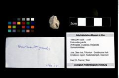 Foto (Objekt + Etikett) von Eodromites grandis  (NHMW-GEO-1990-0041-3328)